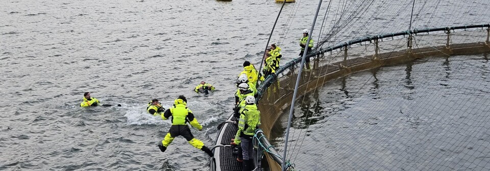 Tryggere for oppdretterne: Lingalaks satser på Øy-Vind Survive
