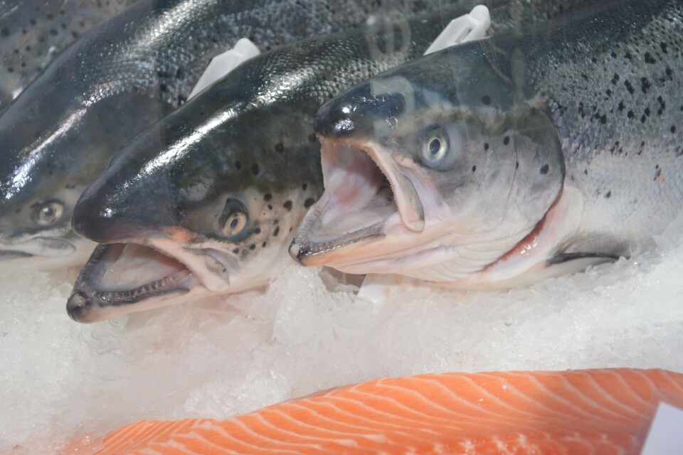 Laks, frys, på is, filet, åpen munn
