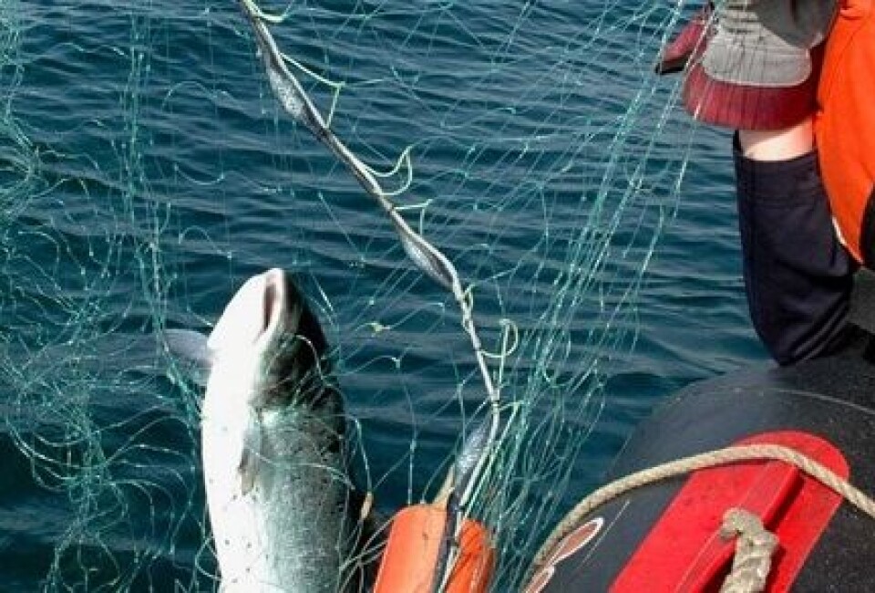 Ulovlig fiske, laks i garn