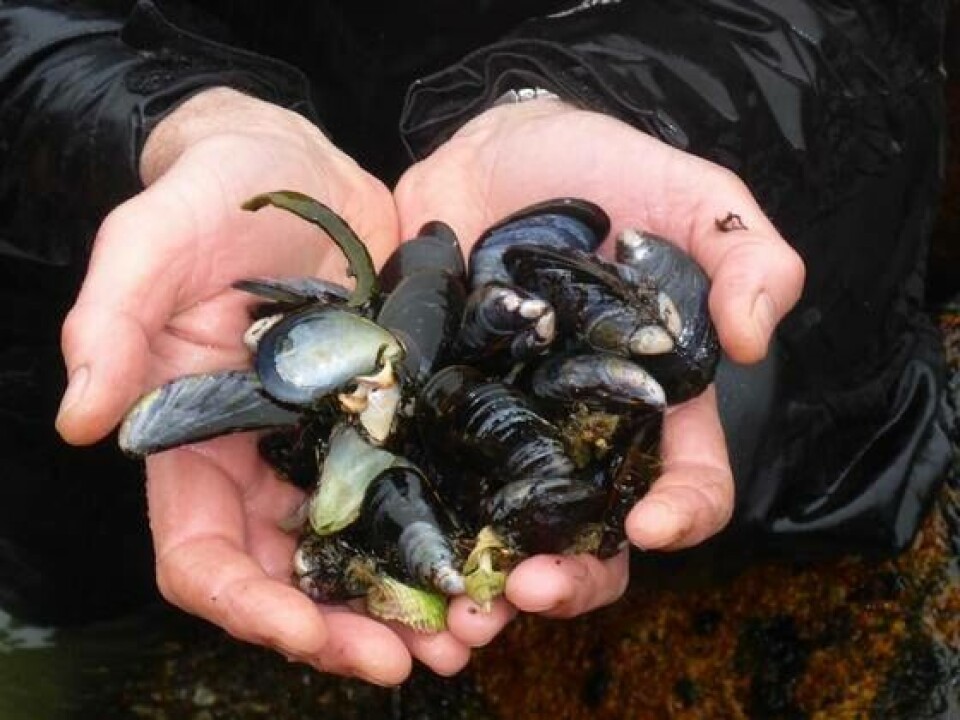 Forskarane vil no undersøka kvifor skjela brått blir borte.Foto: Stein Mortensen, Havforskingsinstituttet