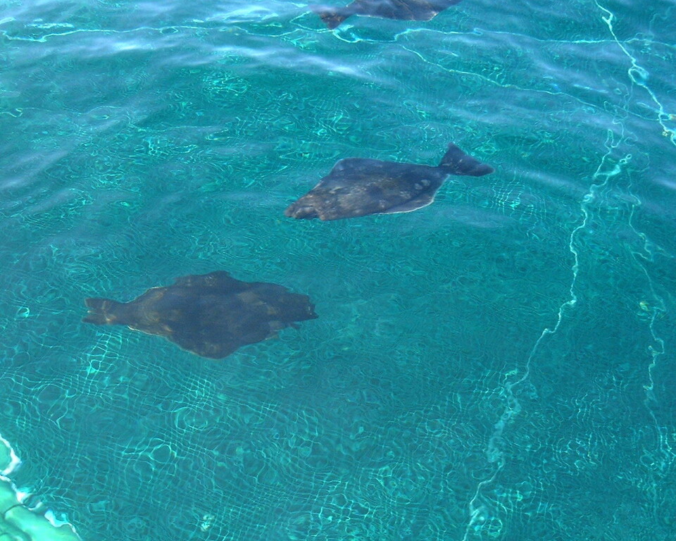 De første kveitene til Nordic Halibut i merd på 90-tallet.