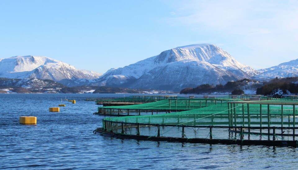 Nordic Halibuts lokalitet Ørjavika. Fisken vokser i store merder med rent, kaldt havvann i 3-3,5 år før slakt.