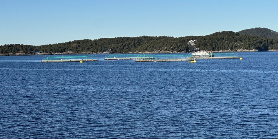 Dette kan ordningen bety for Mowi og Lerøy