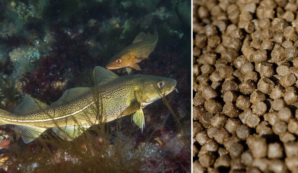 Påvirker de plantebaserte fettsyrene i laksefôret reproduksjonen hos kysttorsk som forsyner seg av spillfôret?