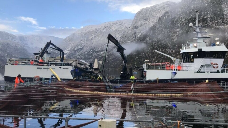 Her gjøres det lydmålinger mens en brønnbåt opererer ved oppdrettsanlegget.