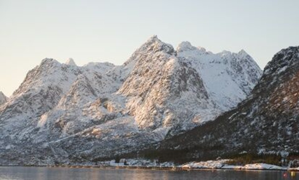 Tysfjord Ellingsen Seafood