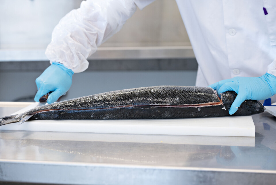 Dagens metode for måling av fett i fiskelever må gjøres på lab og er kostbart. Man kan spare mye på å kunne bruke hyperspektralt kamera.