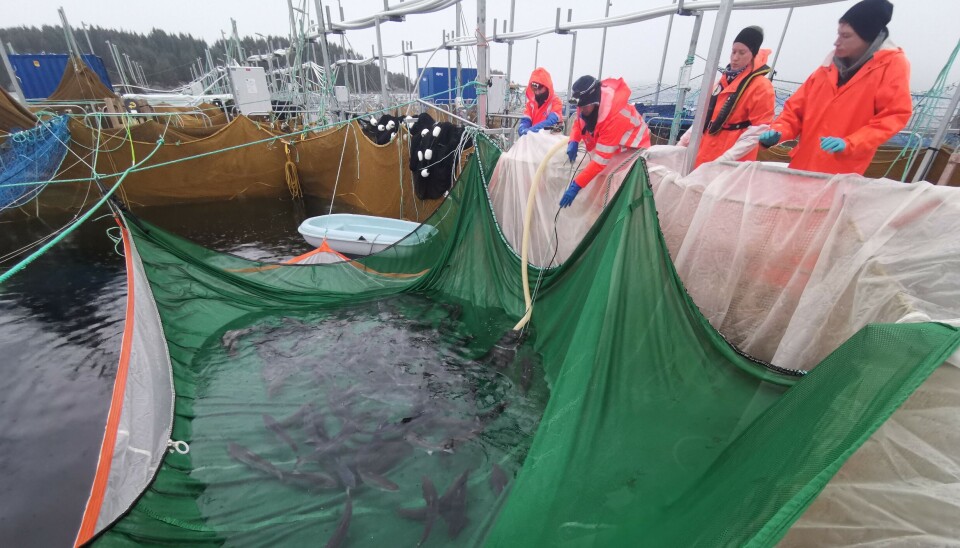 Finmasket orkastnot med planktonduk på utsiden. Orkastnoten brukes vanligvis når en andel av fisken skal tas ut av en merd. Planktonduken kan samle opp bevegelige lus som faller av.