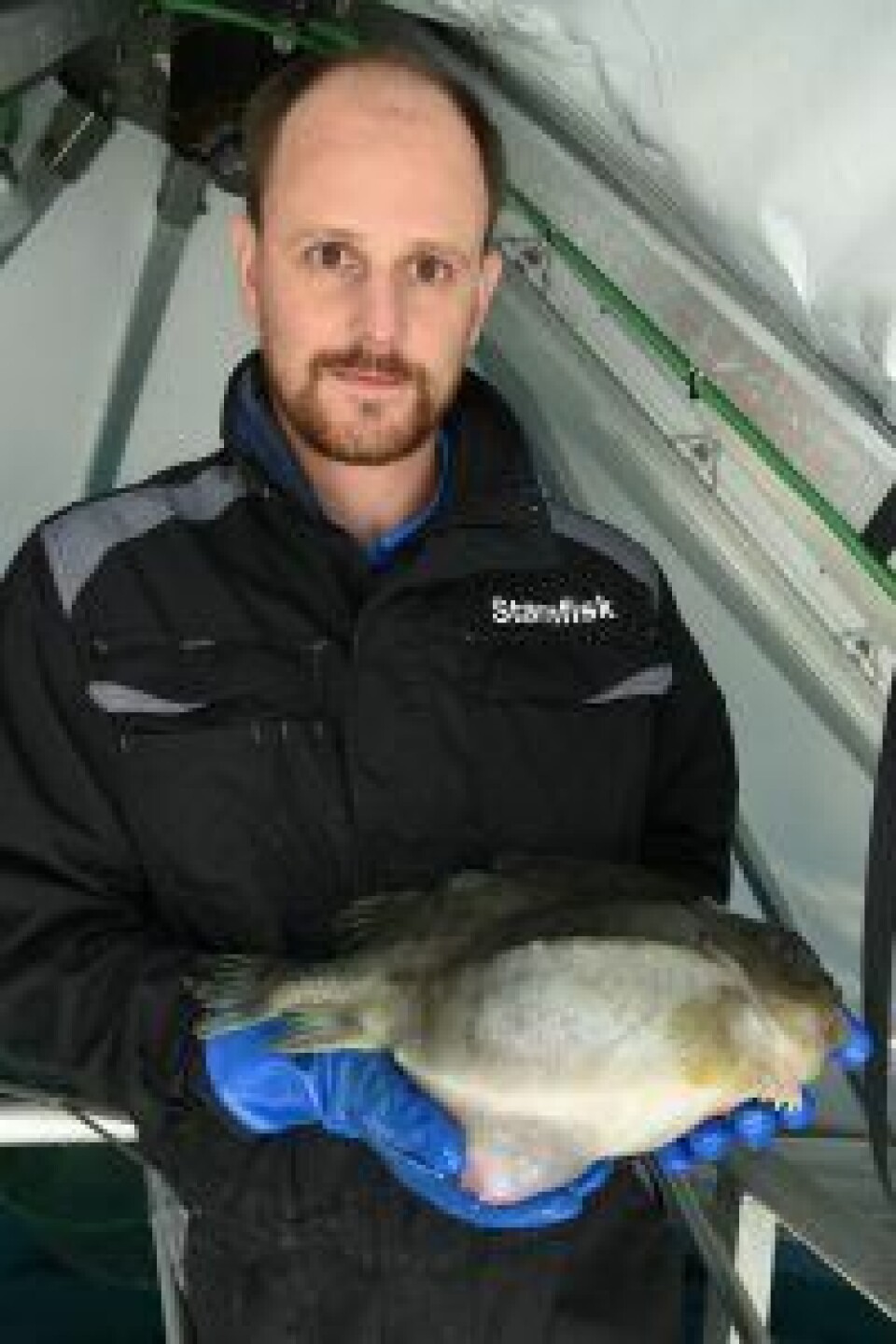 Her er noen av Langsteins egne stamfisk som er fulle av rogn. Foto: Anne Grete Nordal.