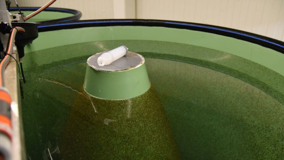 Rognkjeks har ikke svømmeblære og bruker hele tiden energi på å svømme rundt. Derfor trenger den overflater å hvile seg mot, som de koniske flatene i disse karene. Ut i merdene i sjøen lages det ulike former for tareskog de kan hvile mot. Foto: Anne Grete Nordal.