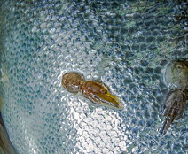 Slår sprekker om oppdrett og lakselus