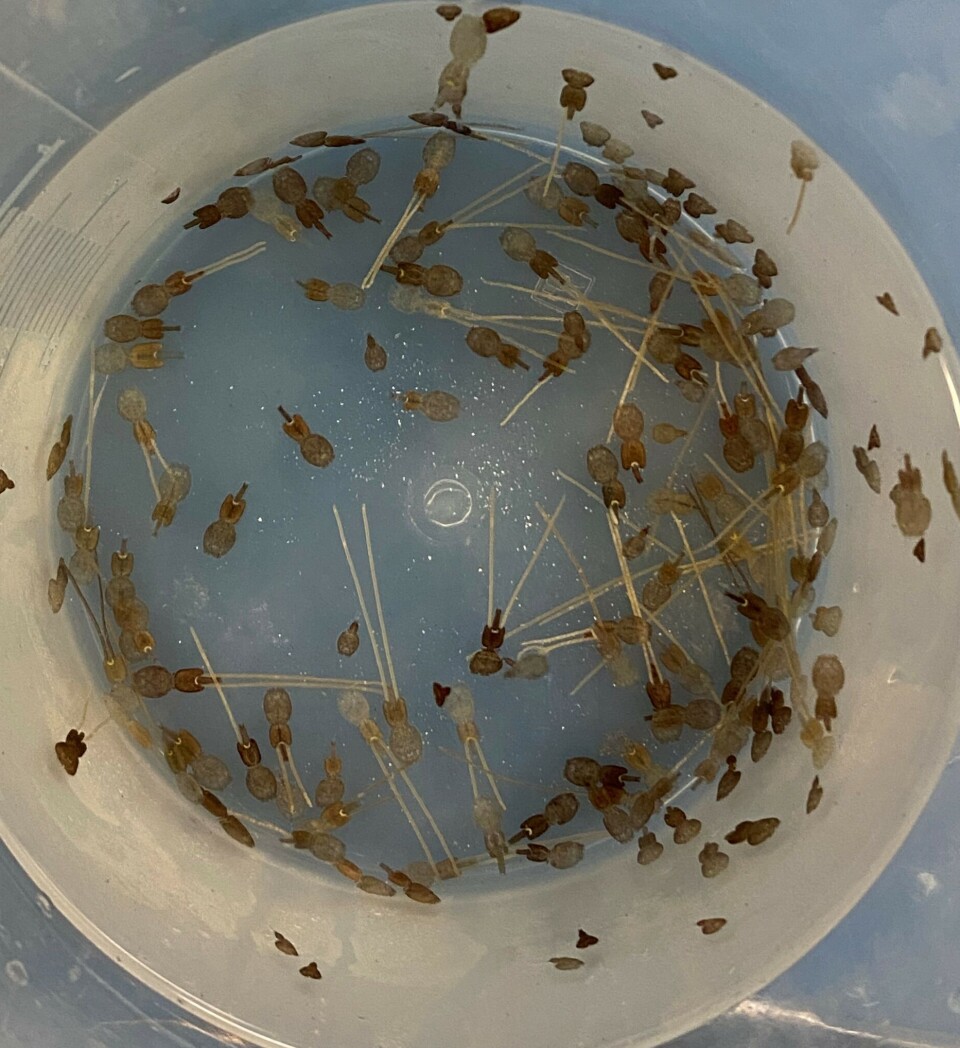 Ved VESO Aqualab ble lakselus plassert i tank med sjøvann, der UVP6-sensoren tok tusenvis av bilder for å teste systemets evne til å oppdage og identifisere lus i sanntid.