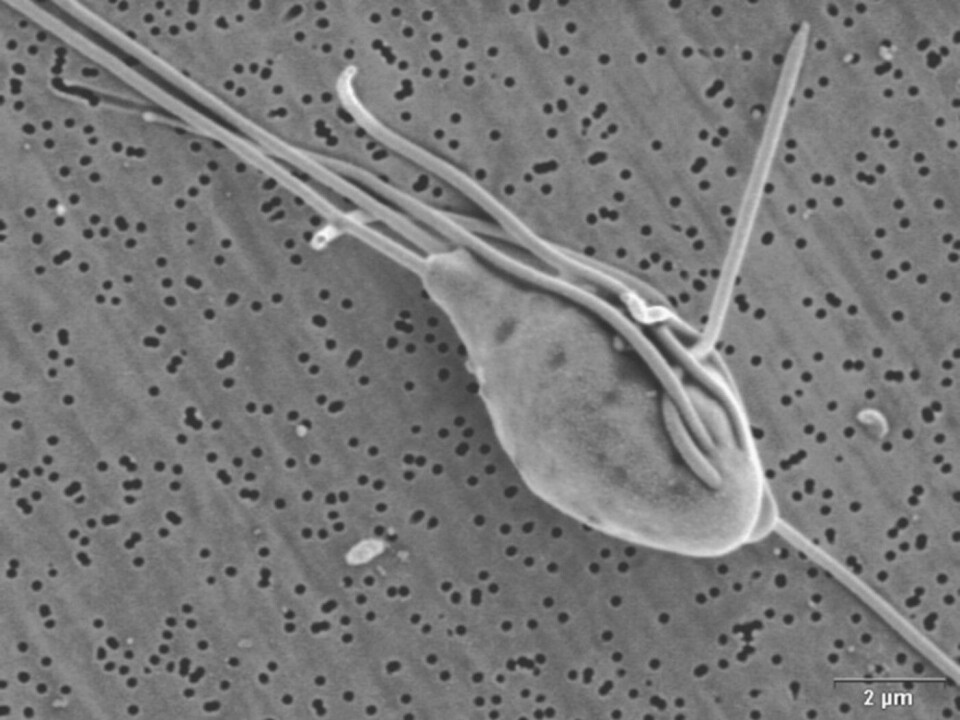 Figur 4. Scanningelektronmikroskopibilde av Spironucleus salmonicida fra sjørøye.