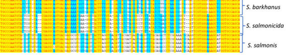Figur 5. Eksempel på DNA-sekvenser fra SSU rRNA genet hos de tre Spironucleus-artene som forekommer i norske laksefisk. Det er stor sekvensvariasjon mellom disse artene, slik at de «molekylært» er lett å skille.