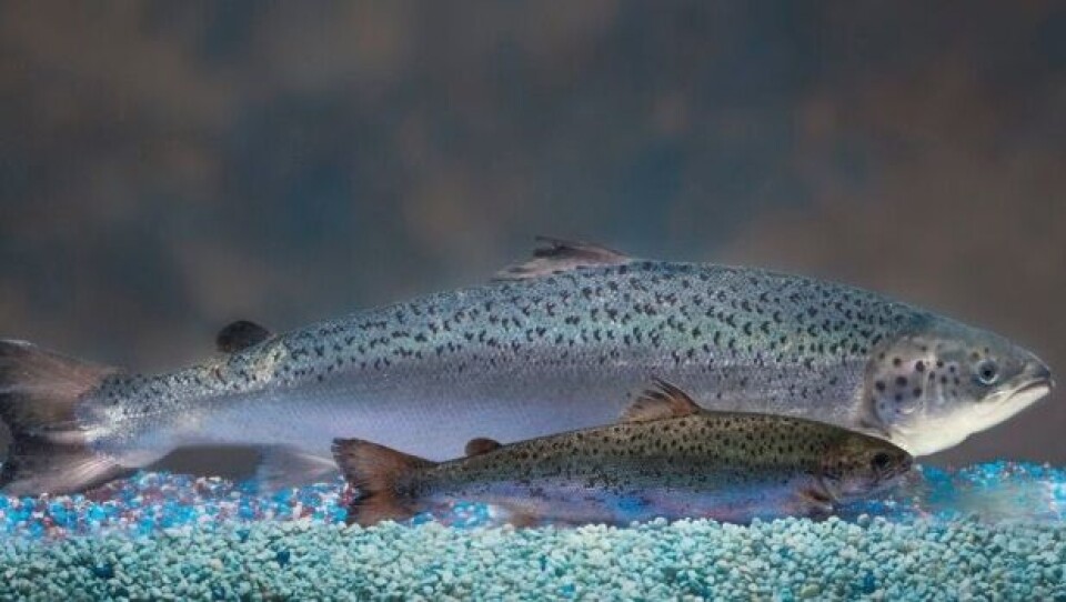 GMO-laks kan bli vanligere i fremtiden, og har potensialet til å forbedre de fleste aspekter ved lakseproduksjon. Foto: Aqua Bounty Technologies