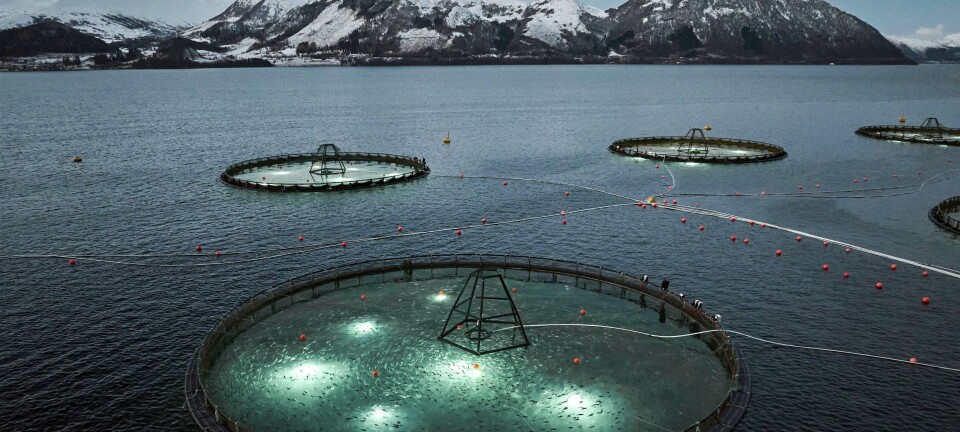 Først i verden med kommersielt torskeoppdrett i dypdrift
