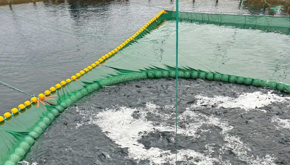 Flere oppdrettere rapporterer om roligere fisk, færre skader og lavere dødelighet etter innføring av CatchLice.