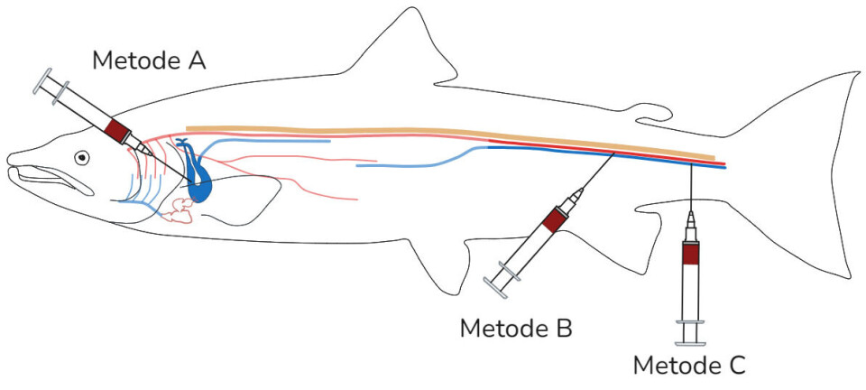 De tre blodprøvetakingsmetodene brukt i studien: ductus cuvieri (metode A), lateral punksjon (metode
B) og ventral halepunksjon (C). De tre blodprøvetakingsmetodene brukt i studien: ductus cuvieri (metode A), lateral punksjon (metode
B) og ventral halepunksjon (C).