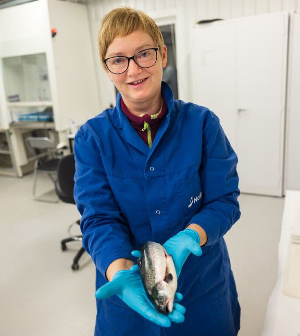 Trine Ytrestøyl har forsket på laks og hva stress kombinert med ulike fôr gjør med rødfargen. Fisken på bildet var ikke en del av forskningen.