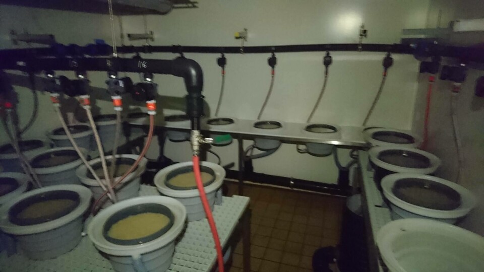 62L eller i overkant av 300 000 rognkorn er inkubert. Aminors klekkeriavdelinger er nesten fulle, opplyser Sandaa. Foto: Willy Sandaa.