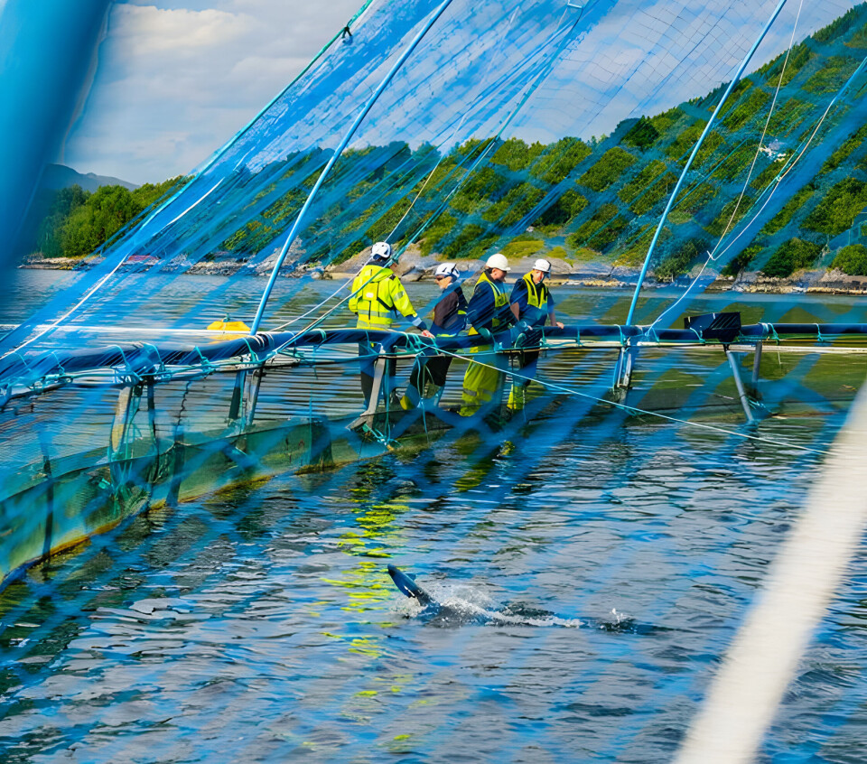 Foto fra en av Måsøval sine lokaliteter.
