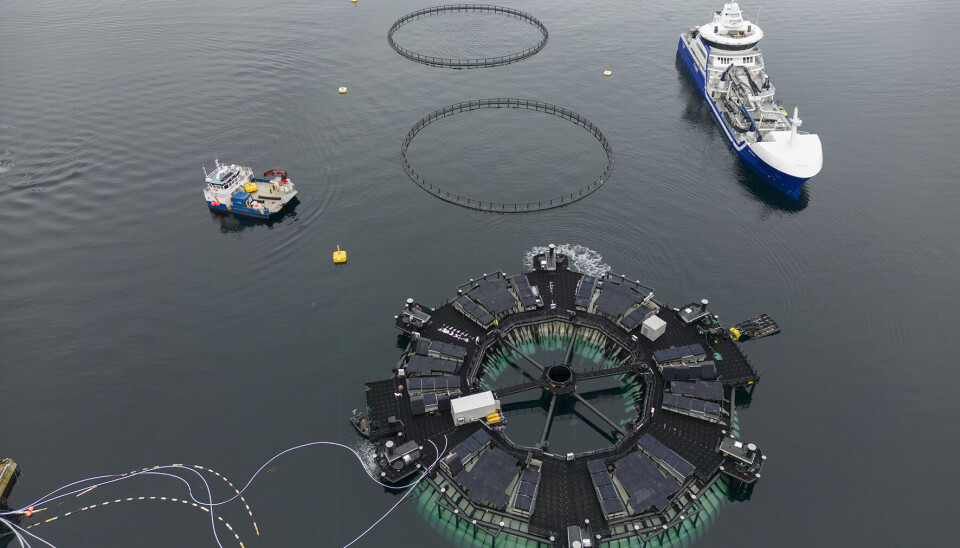 Marine Donut på lokalitet Seterneset.