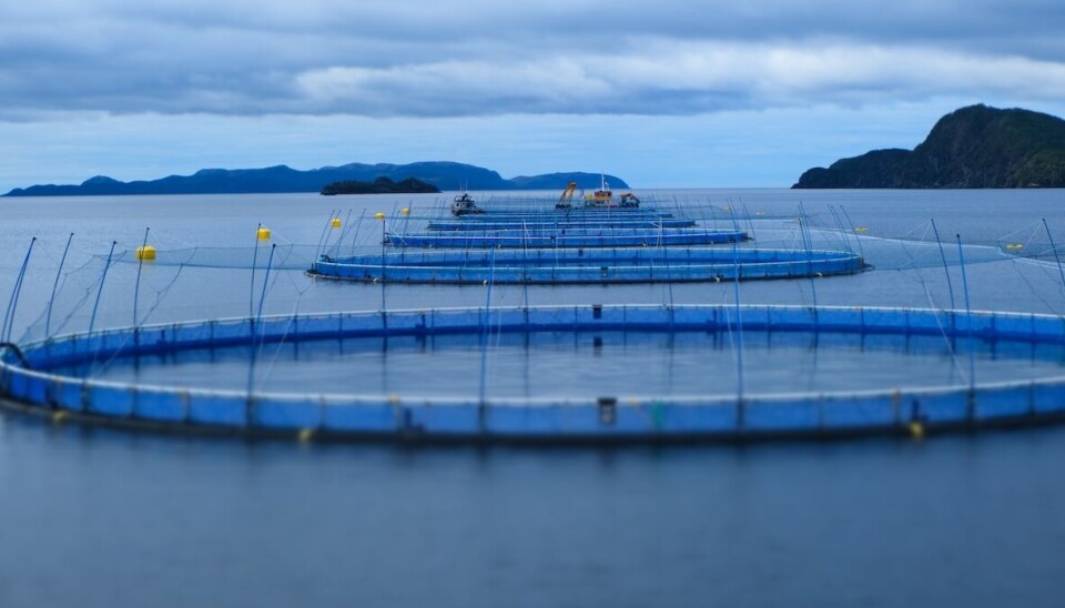 Utstyret skal testet på et av Grieg Seafood sine anlegg i Newfoundland.