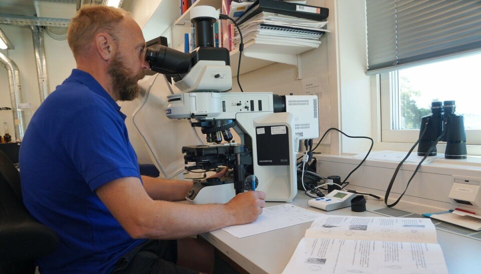 Algeekspert Lars-Johan Naustvoll sjekker hvilke alger som er til stede i en vannprøve.