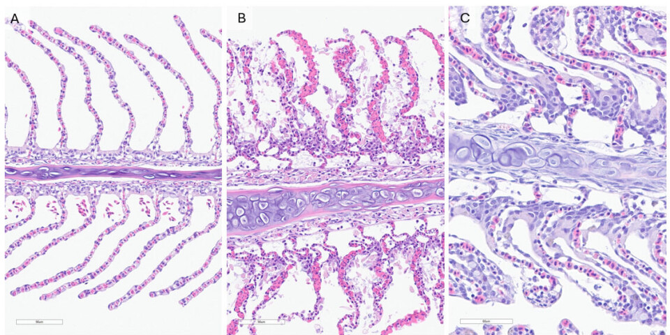 Gjellehistologi, med (A) normale gjeller, (B) gjeller med akutte algeskader, og (C) gjeller
med skader som har vart i få dager. Forandringer både i gjelle B og C vil medføre betydelig redusert
gjellefunksjon.