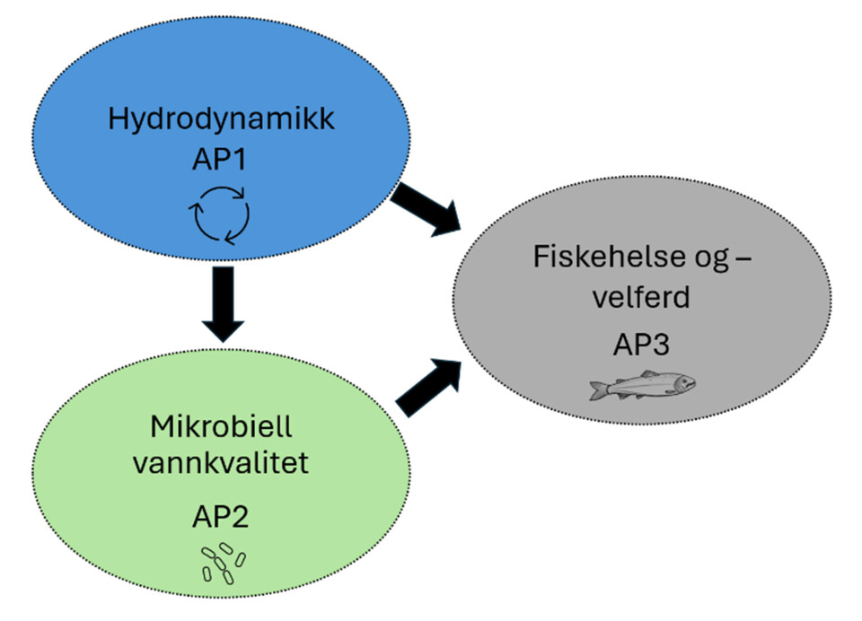 Figur 1: Prosjektets tre fokusområder, hydrodynamikk, mikrobiell vannkvalitet samt fiskehelse og -velferd. Til slutt skal også det helseøkonomiske resultatet evalueres.