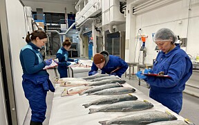 Mener dette gir mindre påslag av lakselus