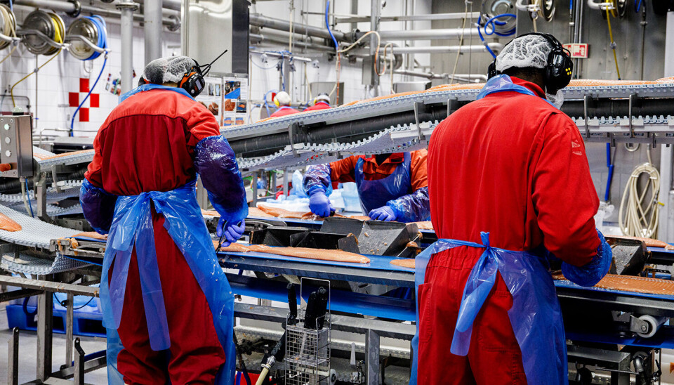 Laksefiletering hos Nordlaks på Børøya.