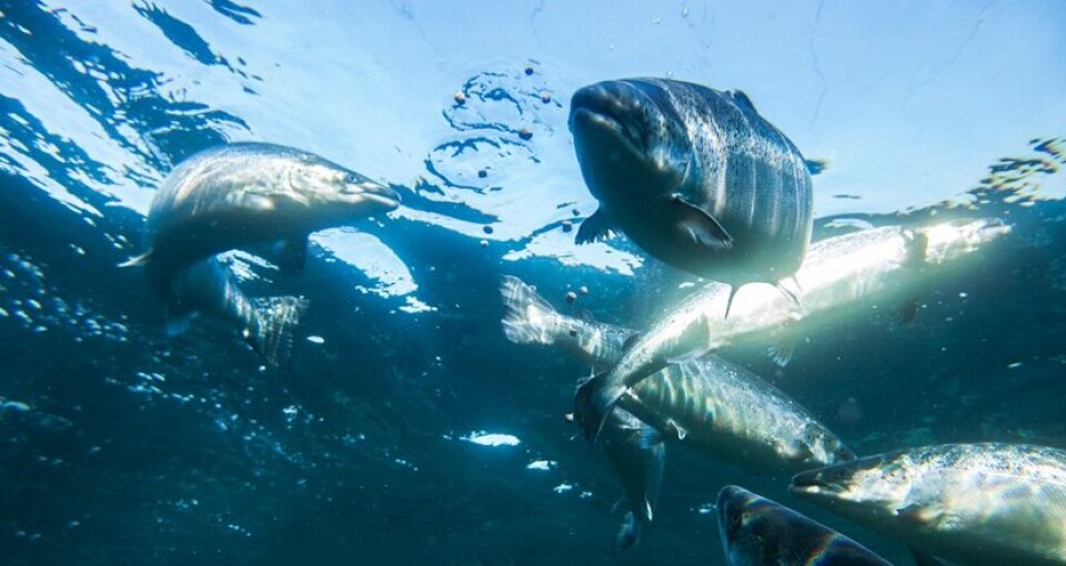 Bjørøya har fått varsel av Mattilsynet om redusert produksjon på to av sine anlegg grunna lakselus. Illustrasjonsfoto: Bjørøya Fiskeoppdrett/Namdal Akvasenter.