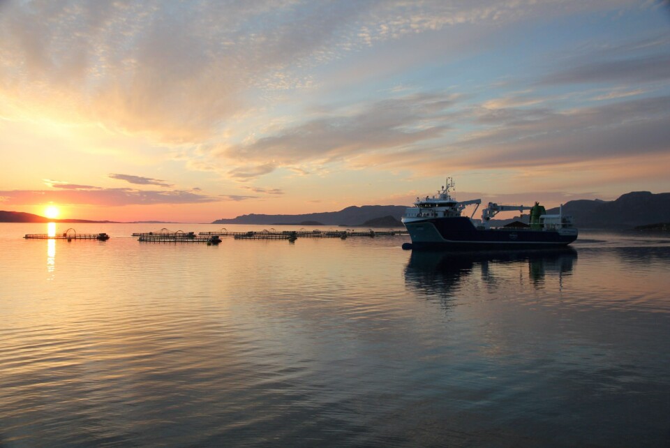 Kvarøy satser for fullt på lakseeksport til USA. Foto: Kvarøy Fiskeoppdrett