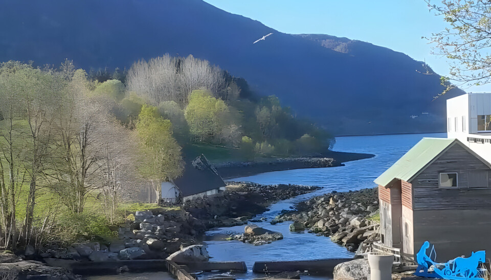 Måke som overvåker utløpet til Vatneelva i Møre og Romsdal. Her forsvinner 20–30 % av smolten.