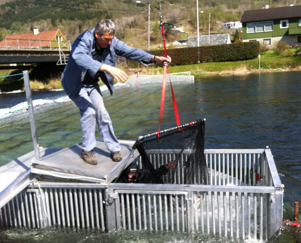 Laksefella i Etne. Foto: Etne elveierlag.