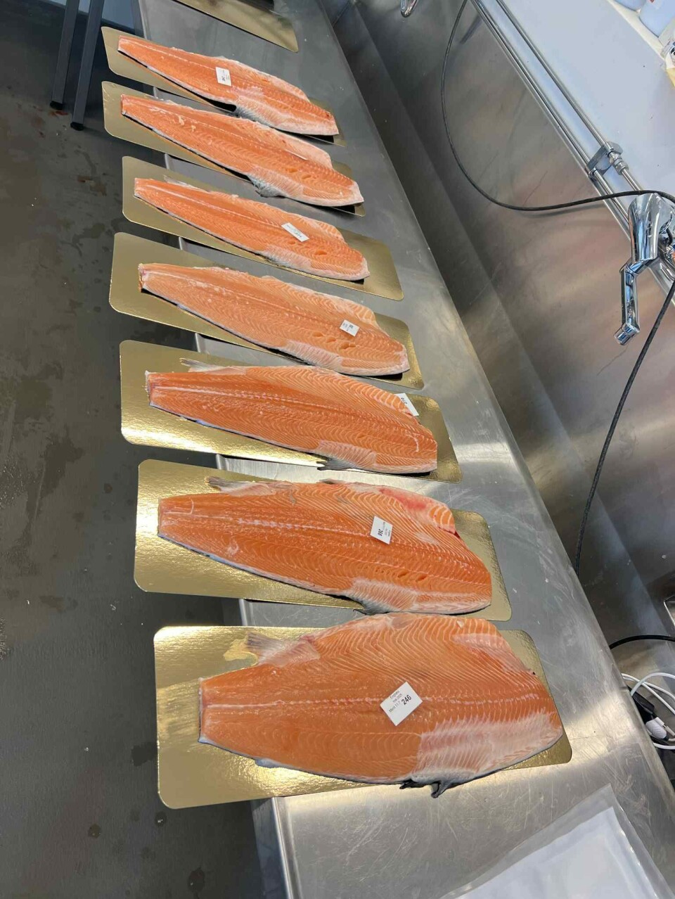 Laks fôret på gressproteiner.