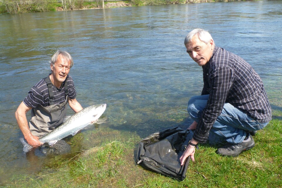 Her ser ei fyrste villaksen i fiskefella 2016. T.v Tor Egil Holmedal og Vidar Børretzen t.h. Foto: Privat.