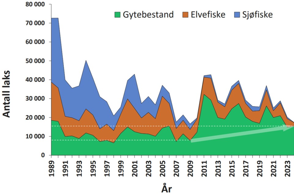 Figur 2: Beregnet antall laks som årlig har kommet inn til kysten av Vest-Norge (Vestland til Stad) 1989–2024 med fordeling av estimert innsig mellom sjølaksefiske, elvefiske og gytebestand (antall fisk som er igjen etter fangsten i sjøen og elvene). Kilde: VRL rapport 2025, Figur 2.6. Stiplede linjer og hvit pil er lagt til for illustrasjon i denne artikkelen