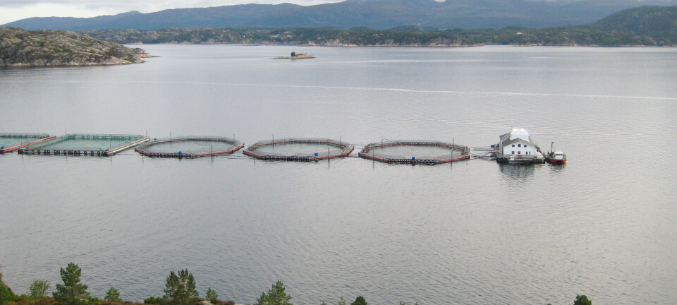 Bømlo-oppdretter frykter nye politiske grep