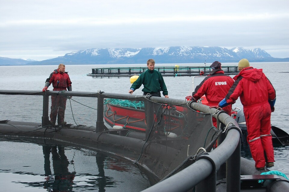 Bilde fra merdkanten hos Kleiva Fiskefarm. Foto: Arkiv. Bilde fra merdkanten hos Kleiva Fiskefarm. Foto: Arkiv.
