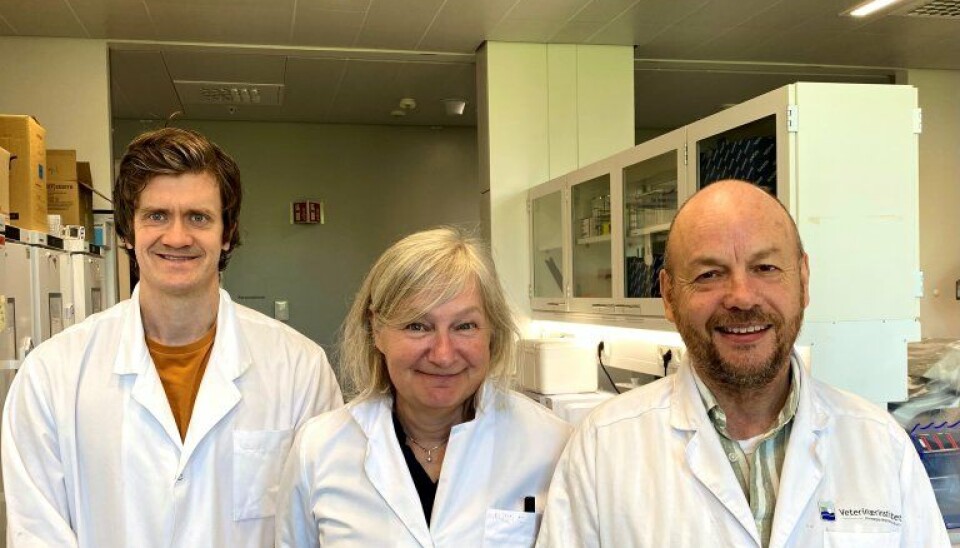 Snorre Gulla (t.v.), Hanne Nilsen og Duncan Colquhoun har bidratt i arbeidet med å klassifisere bakteriene.