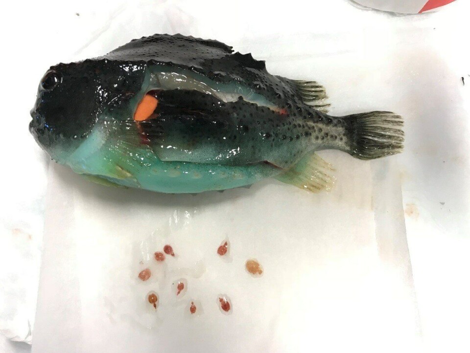 Rognkjeks dissekert og sjekket for mageinnhold. Rognkjeks brukt i studiet hadde en snittstørrelse på ca. 60 g. Rognkjeksen på bildet hadde stått tre dager uten fôring. Foto: Nina Iversen.