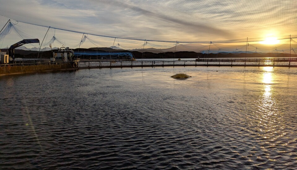Merden som er benyttet til målinger og dokumentasjon av både vannets forflytning og miljøforhold for fisken, her avbildet i kveldssol.