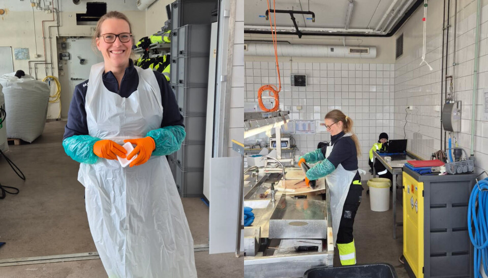 Tester effekten av kyllingmel på laksen: Nytt forsøk skal gi svar