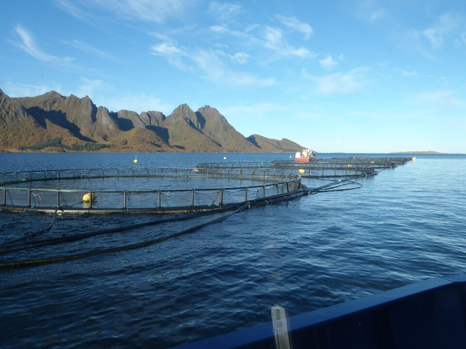 Øyfisk Vesterålen, Myre. Foto: Øyvind Kråkås.