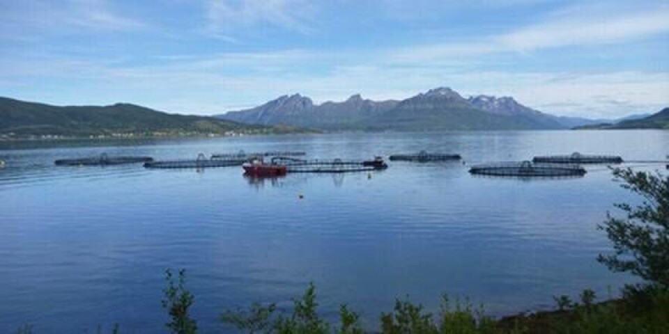 Lokaliteten Grovfjord som Sørrollnesfisk AS drifter i samarbeid med Northern Lights Salmon. Pressefoto.