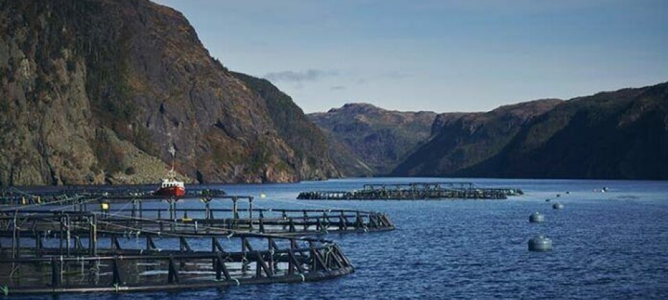 ‘Tough year’ for Mowi Canada East continues with another big loss in Newfoundland