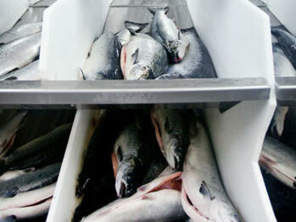Foto: Grieg Seafood. Foto: Grieg Seafood.