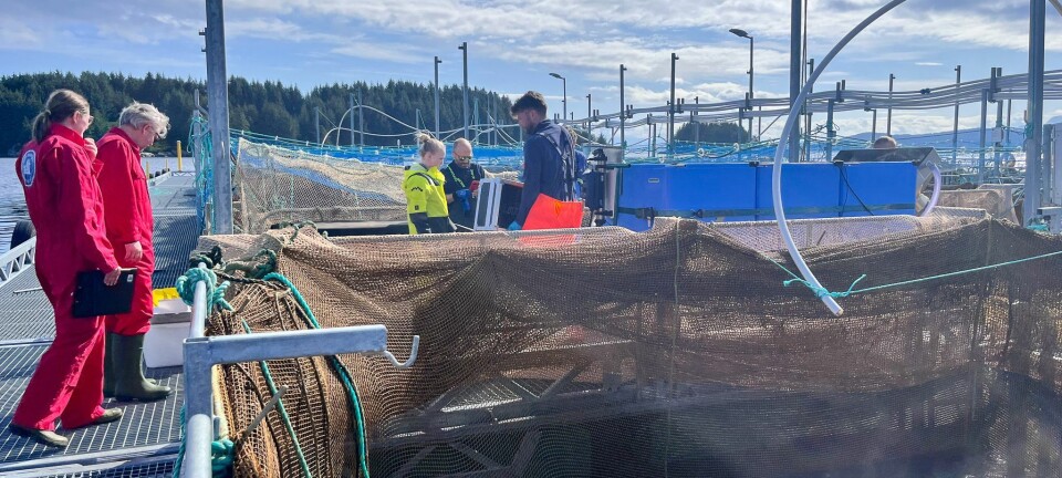 Her spiser laksen ølrester
